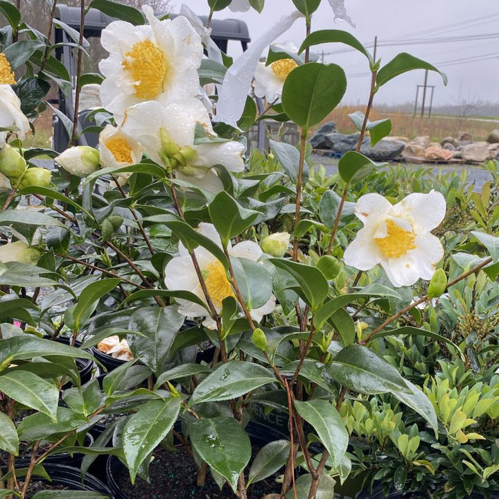 Camellia japonica 'Silver Waves' (Camellia)