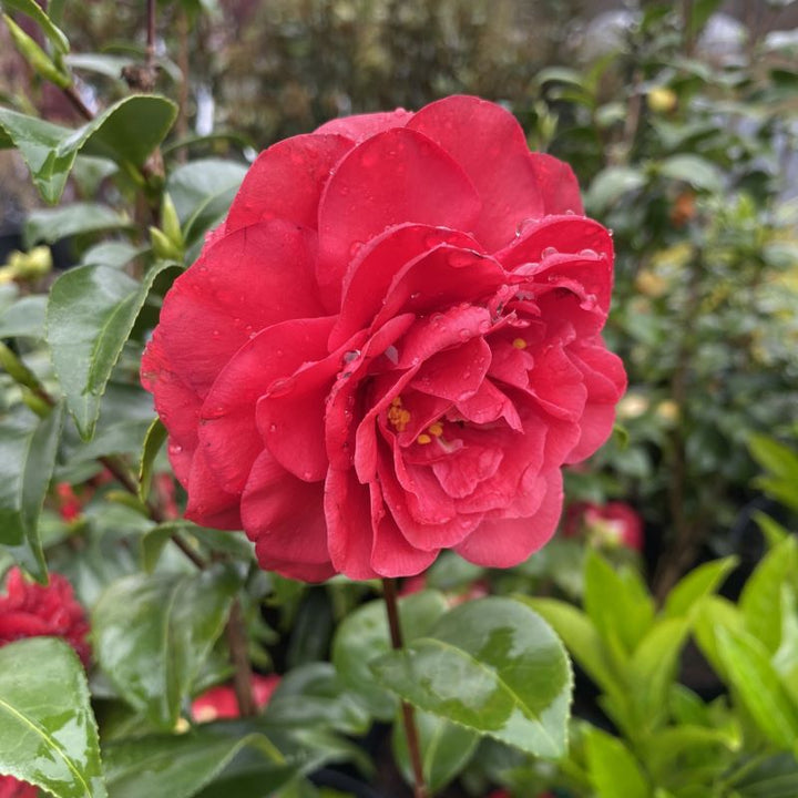 Camellia japonica 'Tom Knudsen' (Camellia)