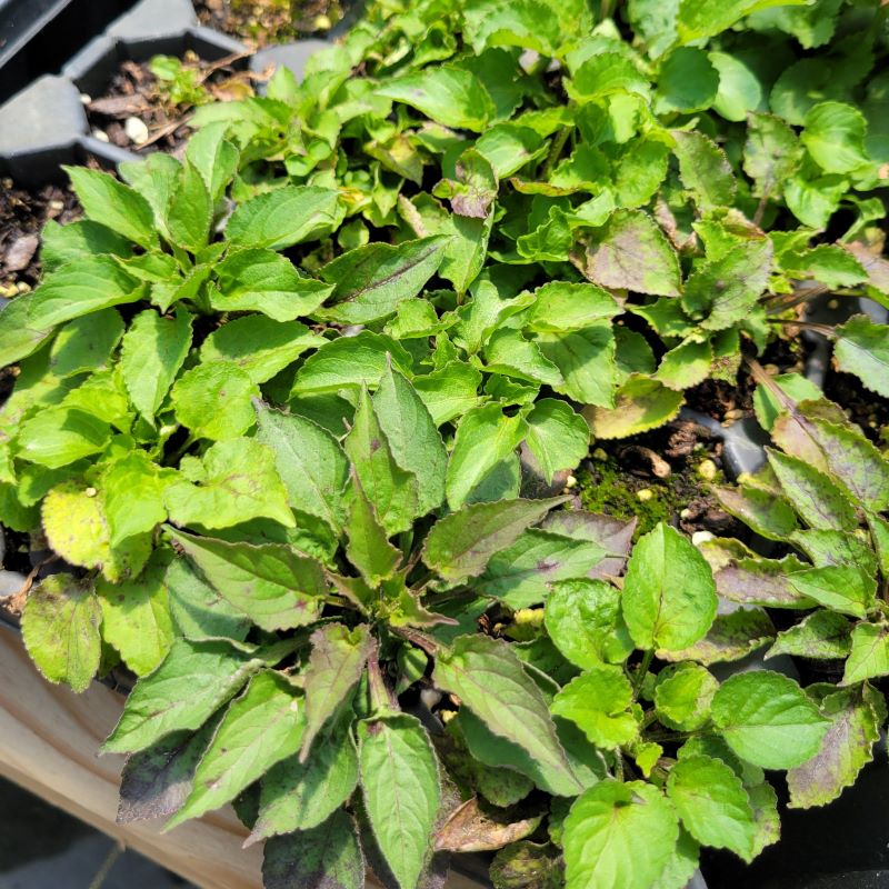 Low-growing basal foliage of Campanula americana (Campanulastrum americanum - Tall Bellflower) grown as LP50 landscaping plugs