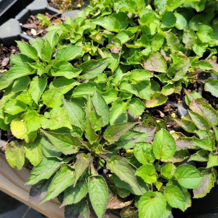 Low-growing basal foliage of Campanula americana (Campanulastrum americanum - Tall Bellflower) grown as LP50 landscaping plugs