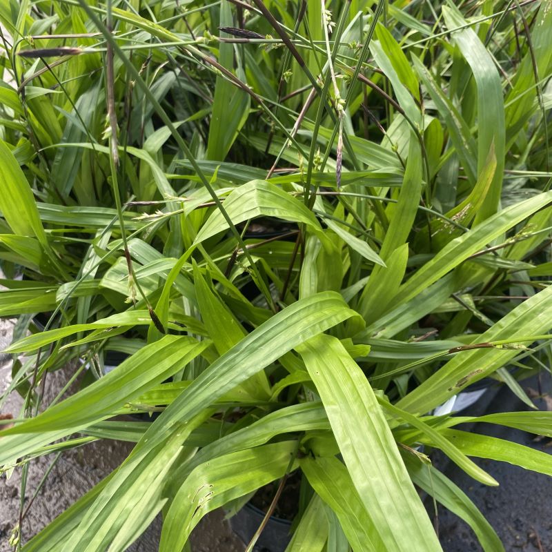 Carex plantaginea (Plantainleaf Sedge)