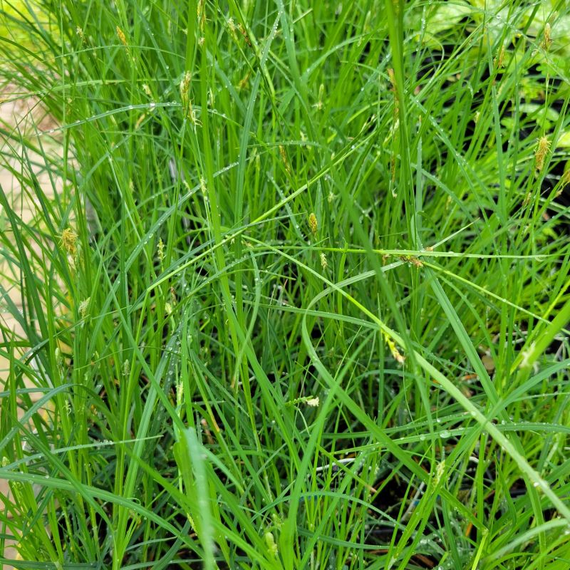 Several Carex woodii (Wood's Sedge) clumps grown in quart-size pots