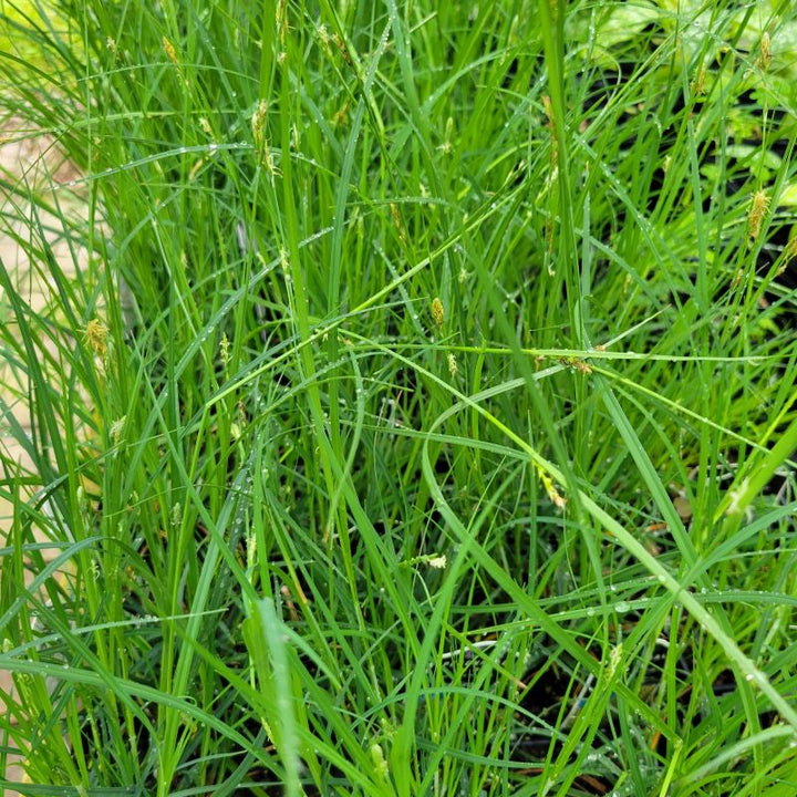 Several Carex woodii (Wood's Sedge) clumps grown in quart-size pots