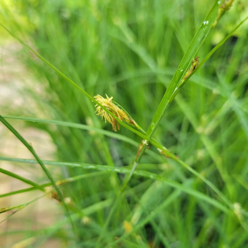 A close-up of the tassel-like nondescript yellow flowers of Carex woodii