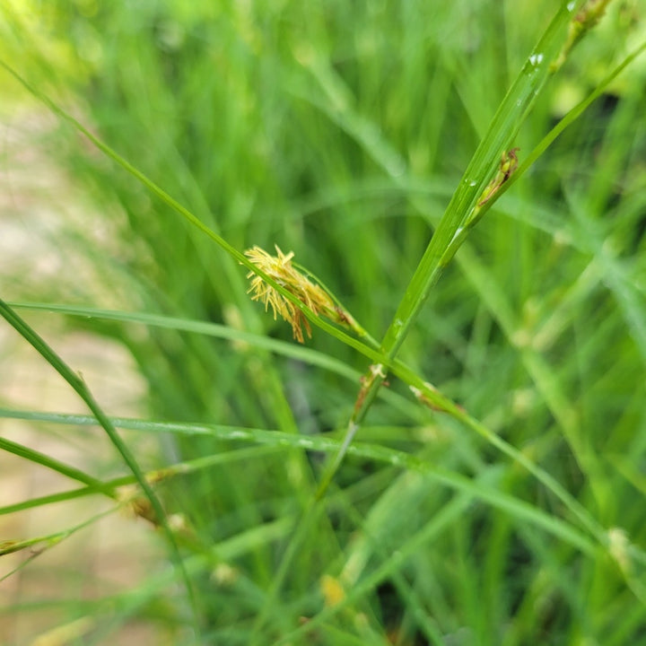 A close-up of the tassel-like nondescript yellow flowers of Carex woodii