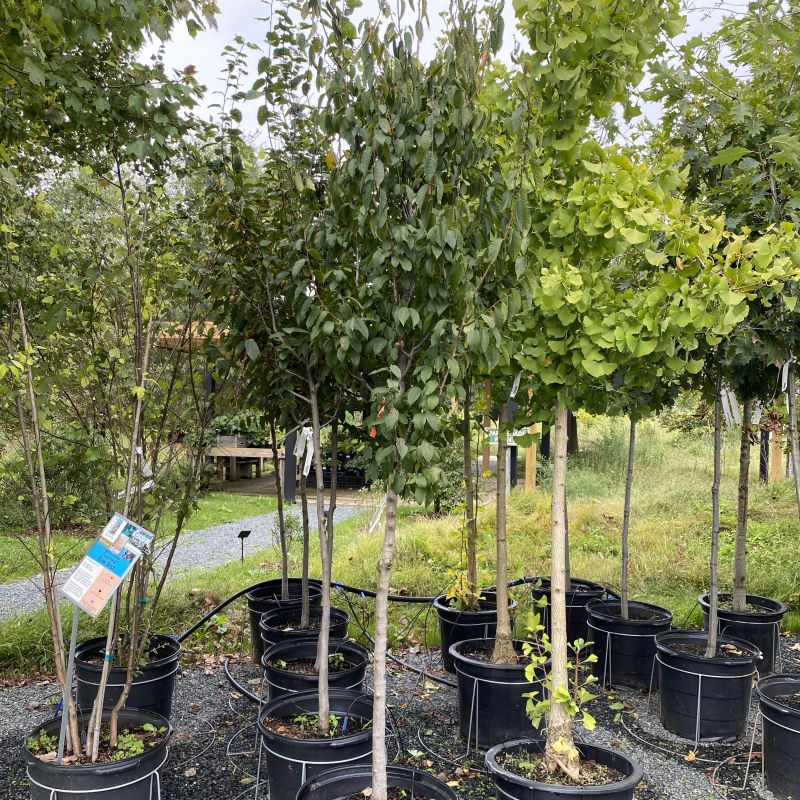 Carpinus caroliniana (American Hornbeam) grown in a 15-gallon pot.