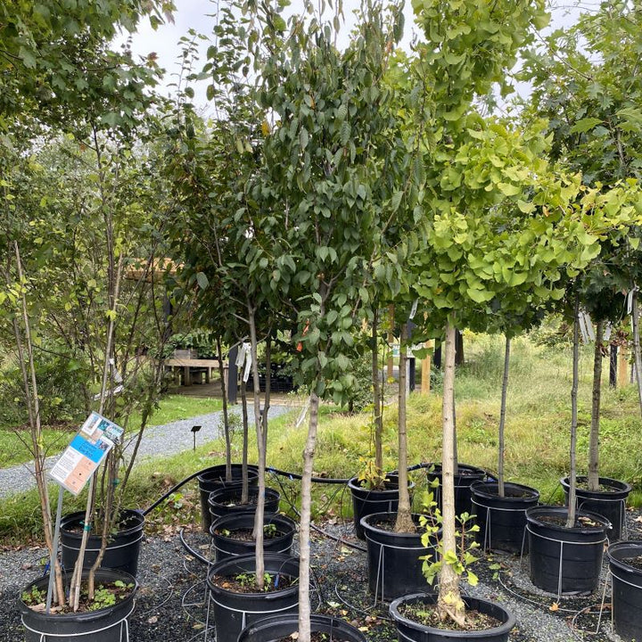 Carpinus caroliniana (American Hornbeam) grown in a 15-gallon pot.