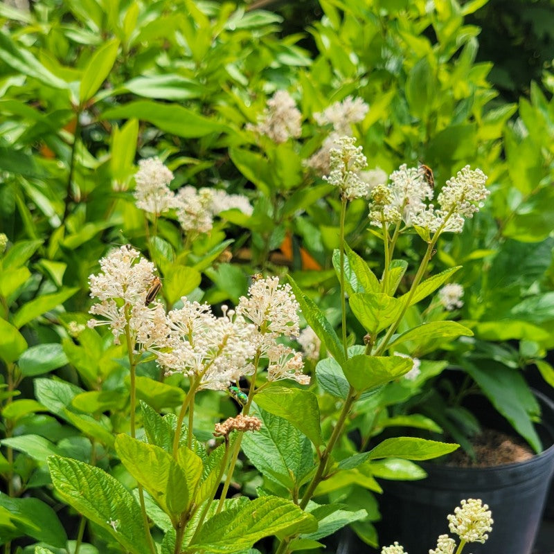 A close-up photo of the white summer blooms of New Jersey tea (Ceanothus americanus) covered in pollinators