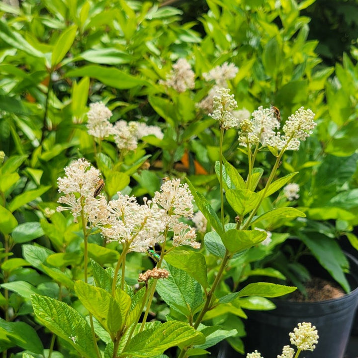 A close-up photo of the white summer blooms of New Jersey tea (Ceanothus americanus) covered in pollinators