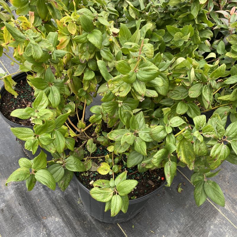 Ceanothus americanus (New Jersey Tea) grown in a 3-gallon pot.