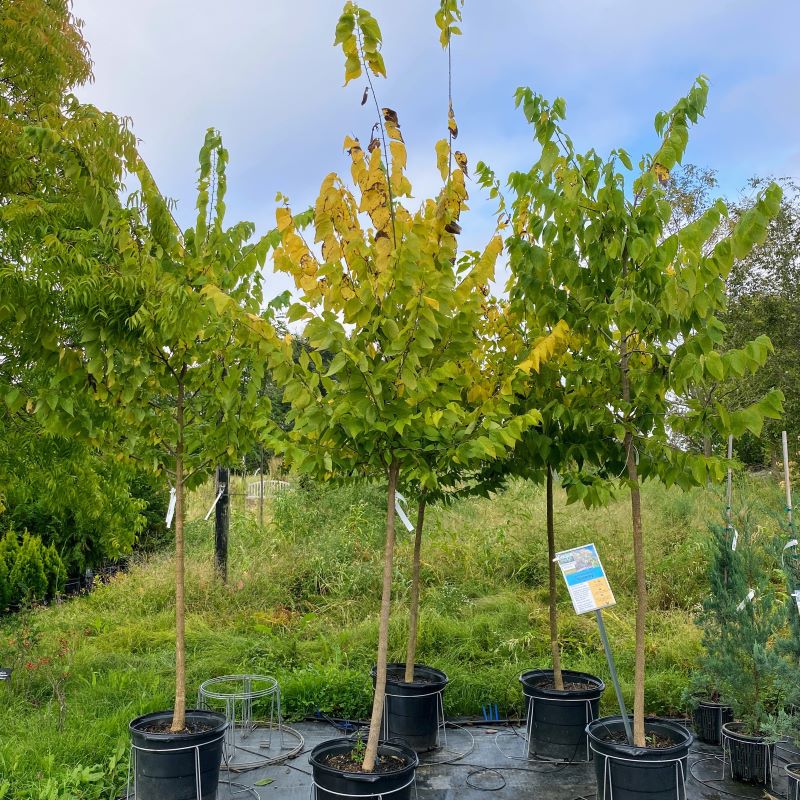 Celtis occidentalis, Hackberry, (center) starting to show fall colors in a 15-gallon pot.