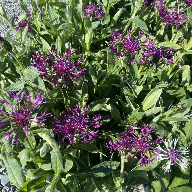 Centaurea montana 'Amethyst Dream' (Mountain Cornflower)