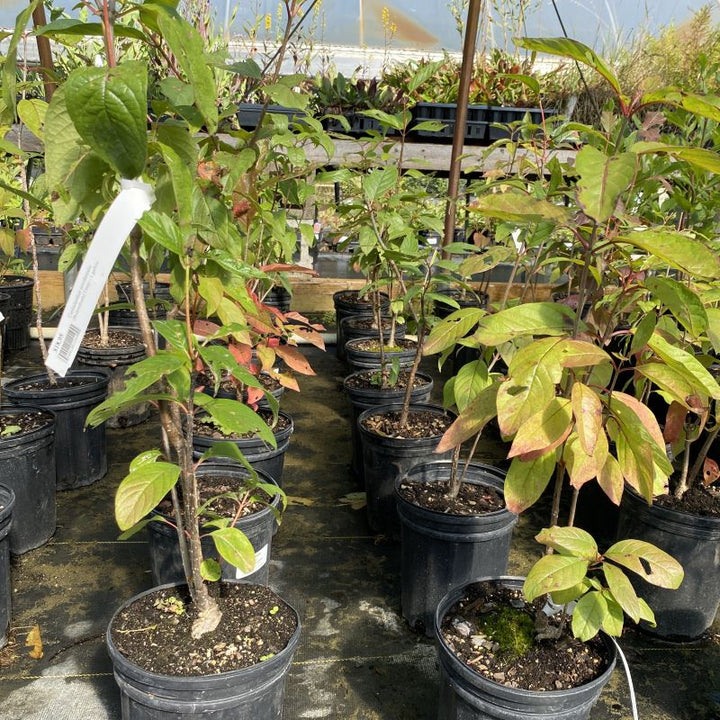 Young Celtis occidentalis (Buttonbush) grown in 1-gallon pots.