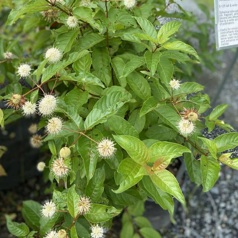 Close-up of rounded, white flowers of Celtis occidentalis (Buttonbush).