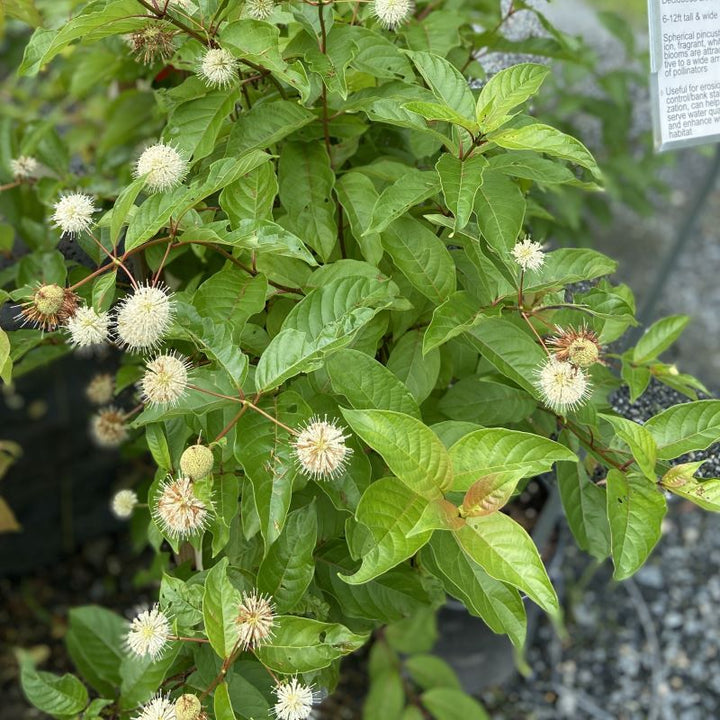 Close-up of rounded, white flowers of Celtis occidentalis (Buttonbush).