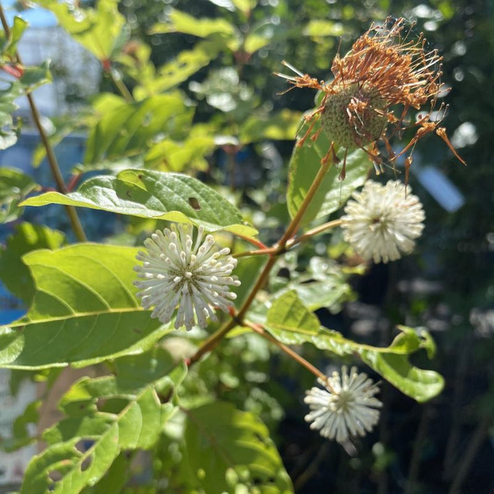 close up of Cephalanthus occidentalis flower