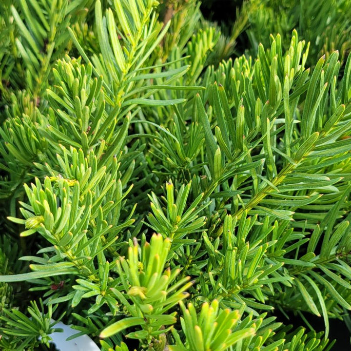 A close-up photo of the needle-like foliage of Cephalotaxus harringtonia 'Drupacea' (weeping plum yew)
