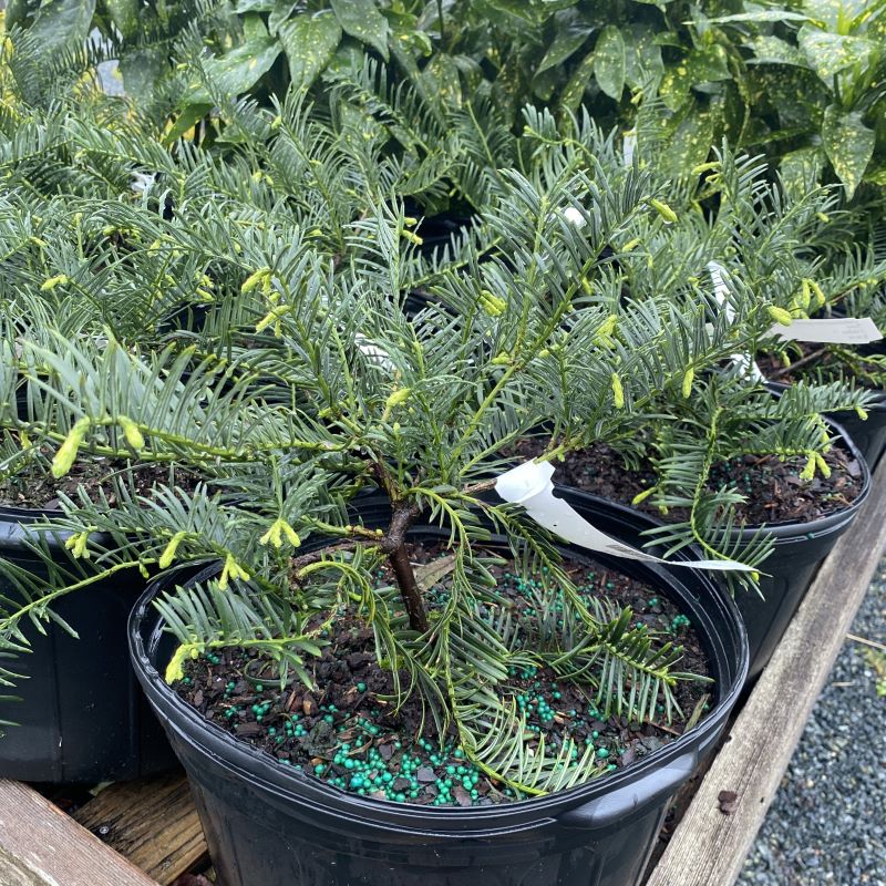 Cephalotaxus harringtonia 'Prostrata' (Spreading Plum Yew)