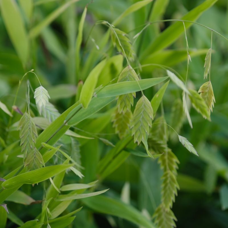 Close up of chasmanthium latifolium (Sea Oats) grass.