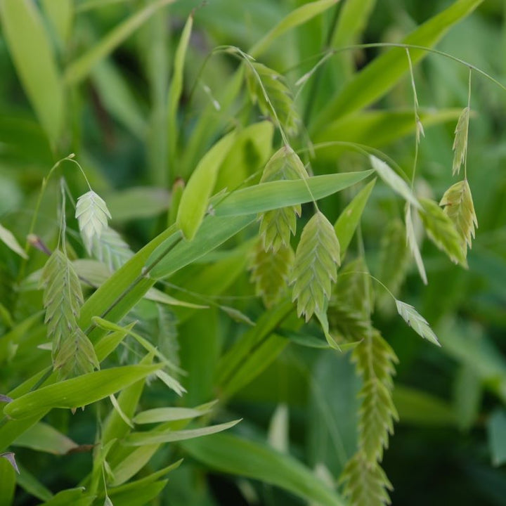 Close up of chasmanthium latifolium (Sea Oats) grass.