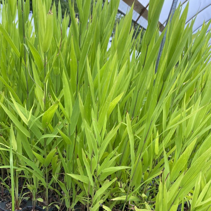 Chasmanthium latifolium (sea oats) grass growing in  plug trays.