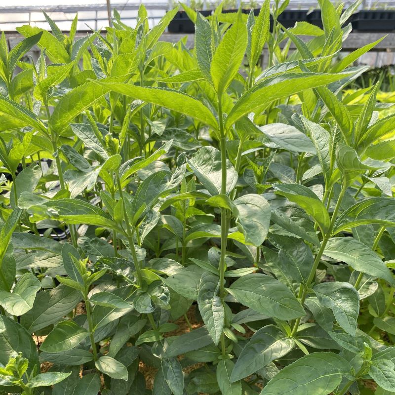 Green foliage of a group of chelone glabra (Turtlehead) plants.