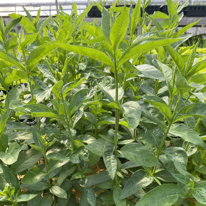 Green foliage of a group of chelone glabra (Turtlehead) plants.