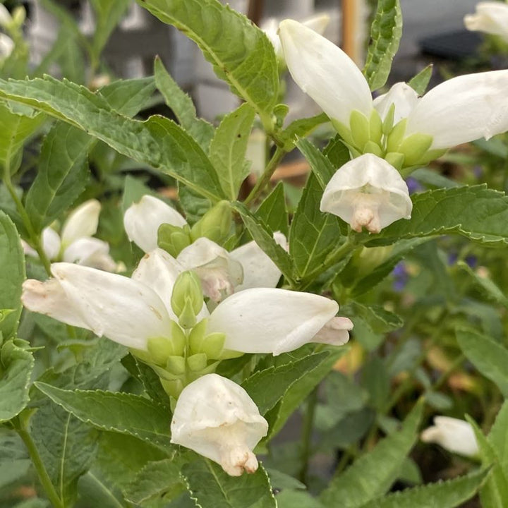 Close up of white chelone glabra flower.