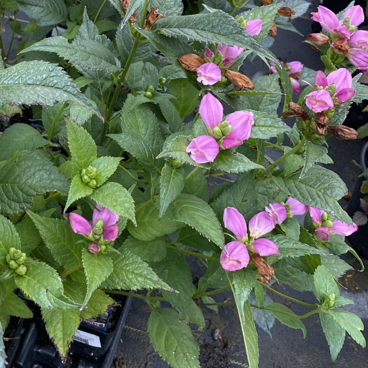 Close up of chelone obliqua 'Tiny Tortuga' in quart sized container. 