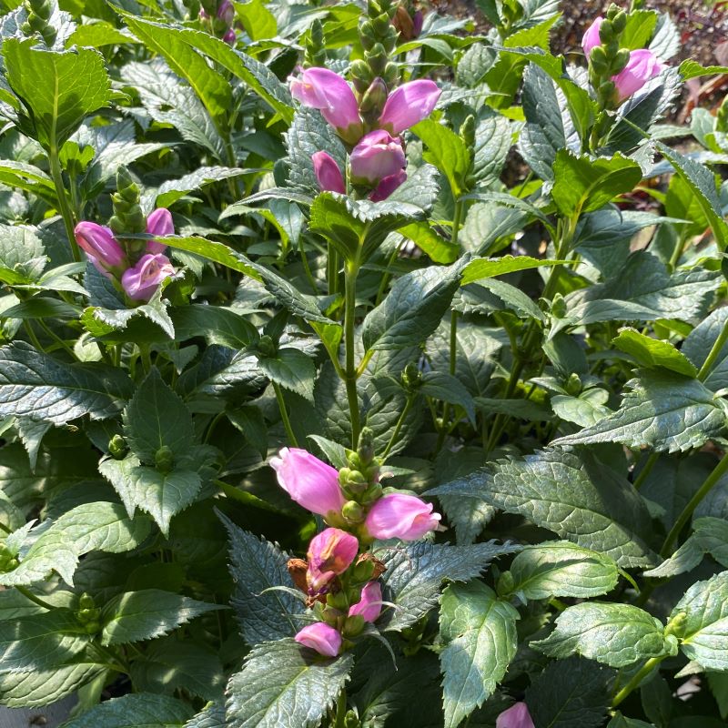 Pink bloom and upright stem of a chelone obliqua 'Tiny Tortuga' plant.