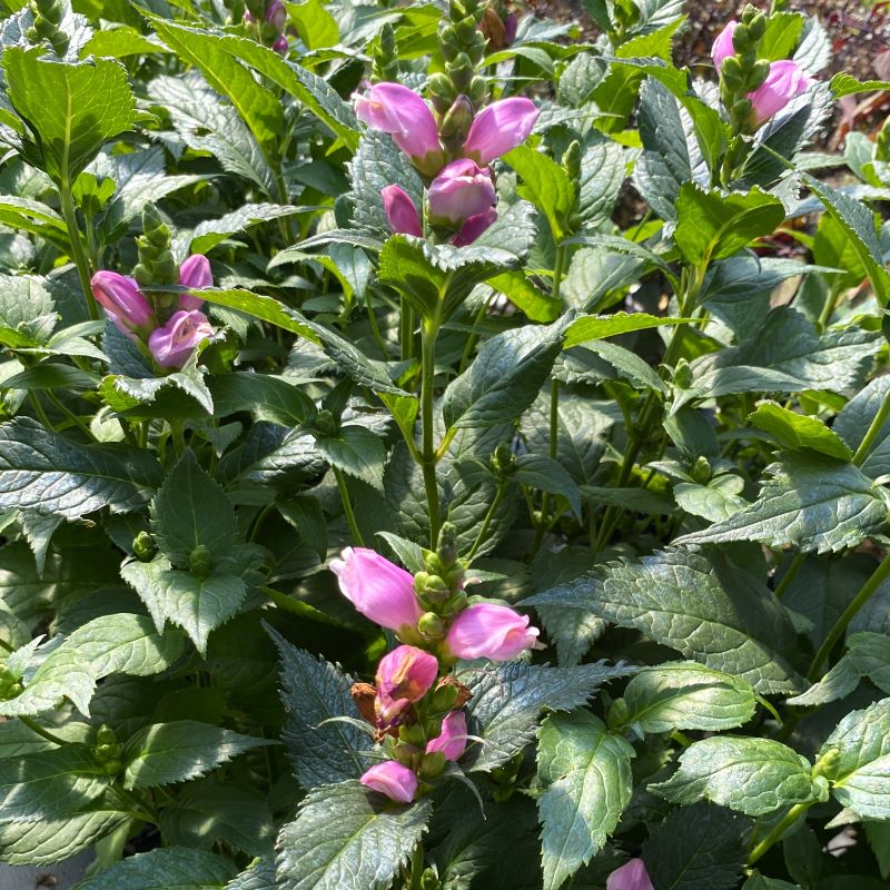 Pink bloom and upright stem of a chelone obliqua 'Tiny Tortuga' plant. 