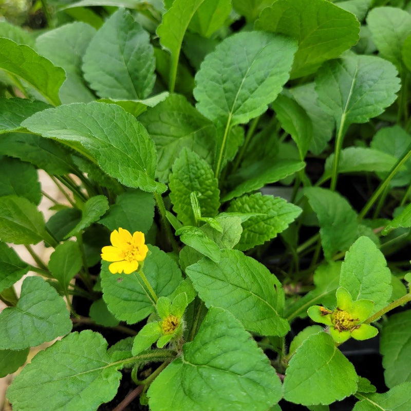 The deep green foliage and showy yellow blooms of Chrysogonum virginianum 'Pierre' (Goldenstar)