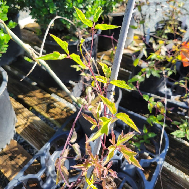 Close-up of the leaves of Clematis virginiana (Virgin's Bower)