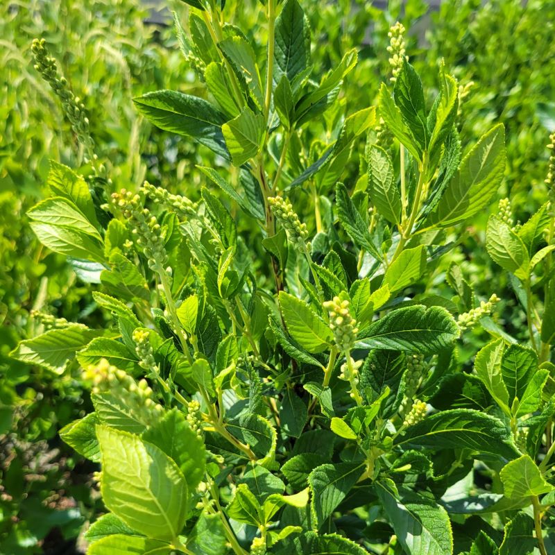Textured green leaves and developing flower spikes of Clethra alnifolia (Summersweet)