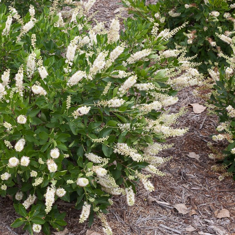 White flowers against green foliage of Clethra alnifolia 'Vanilla Spice'