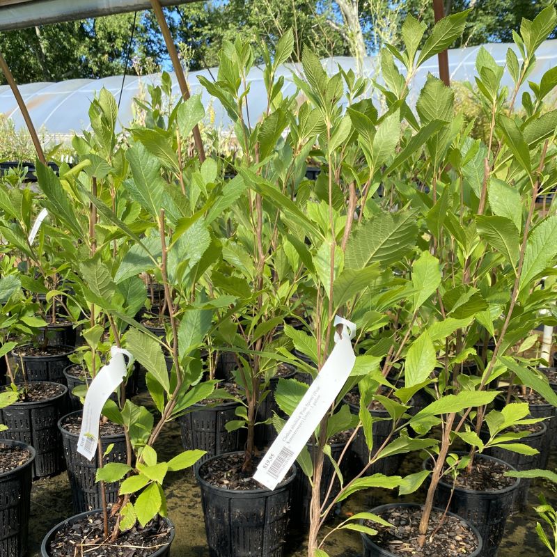 Clethra alnifolia 'Pink Spires' grown in 1-gallon pots.
