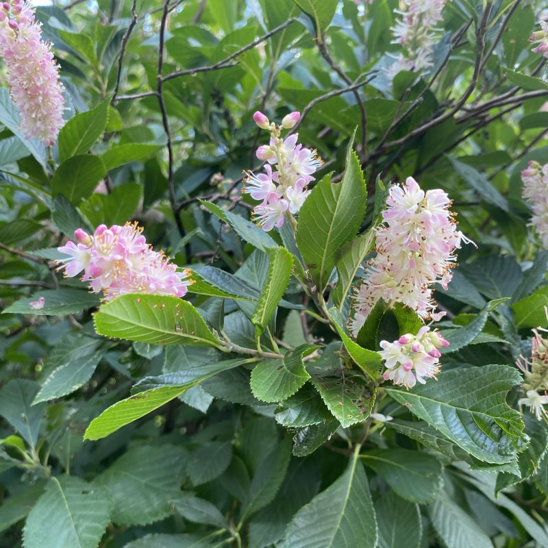 Close-up of the namesake flowers of Clethra alnifolia 'Pink Spires'.