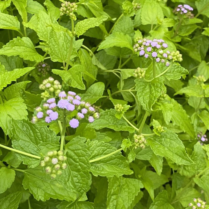 Light purple Conoclinium coelestinum flowers just opening in front of green foliage