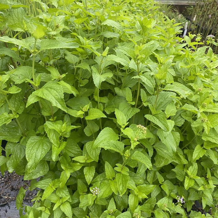 Green foliage of Conoclinium coelestinum