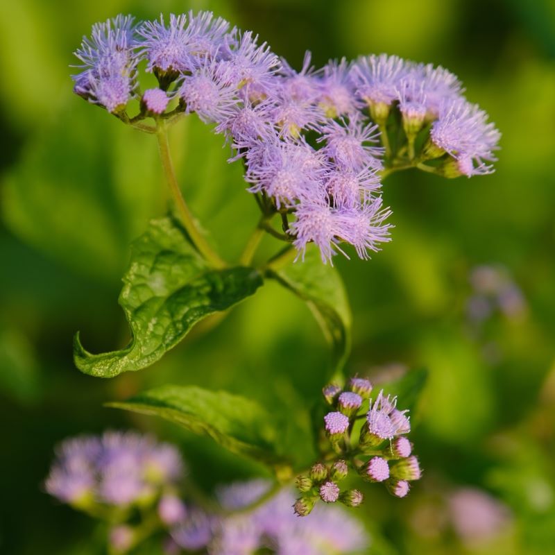 purple flowers of Conoclinium coelestinum