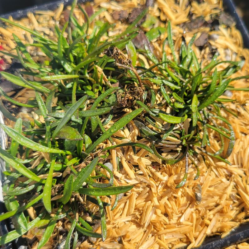 Fine, green foliage of a young Coreopsis rosea 'American Dream' grown in a quart-sized container.