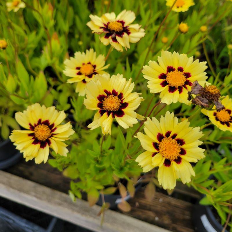 Buttery yellow and dark purple-red blooms of Coreopsis x 'UpTick™ Cream & Red' (Tickseed)