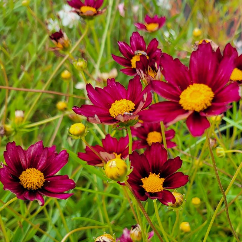The deep, warm red flowers of Coreopsis x 'Mercury Rising' (Tickseed)