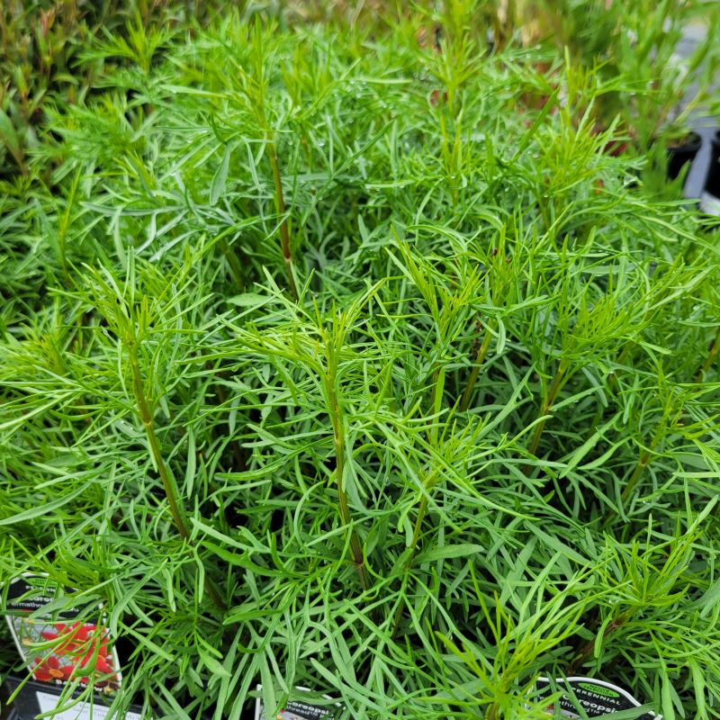 The grassy, threadleaf foliage of Coreopsis x Permathread™ 'Red Satin' grown in quart-sized containers