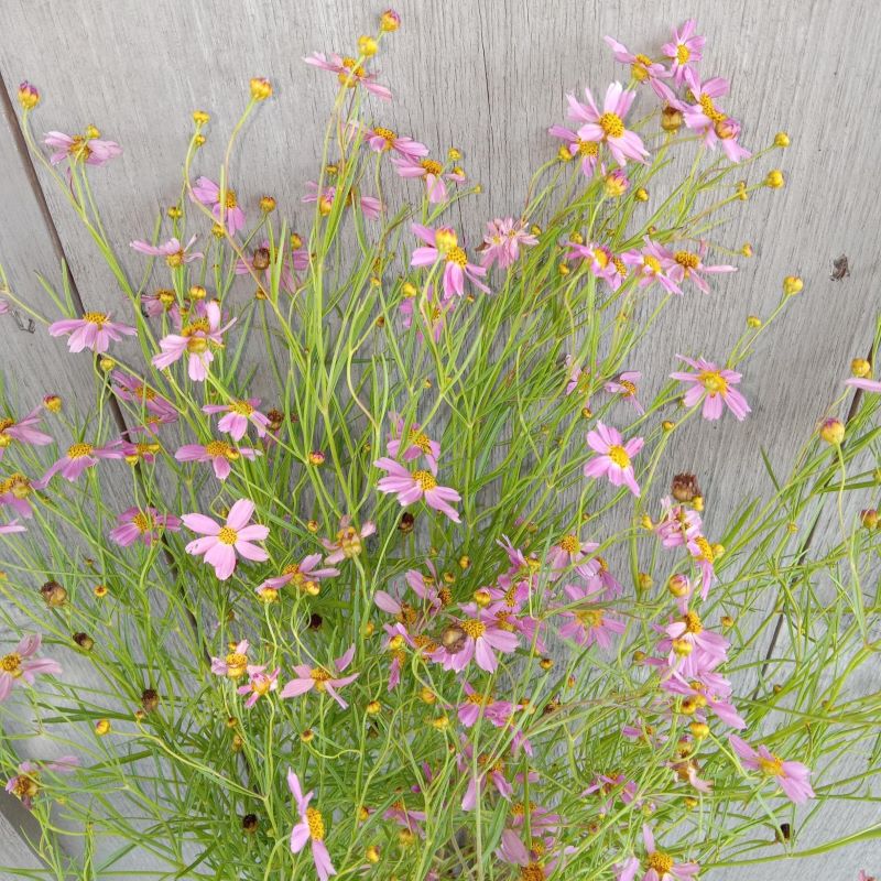 Rosy pink flower of Coreopsis rosea 'American Dream' (Pink Tickseed) in bloom in late spring.