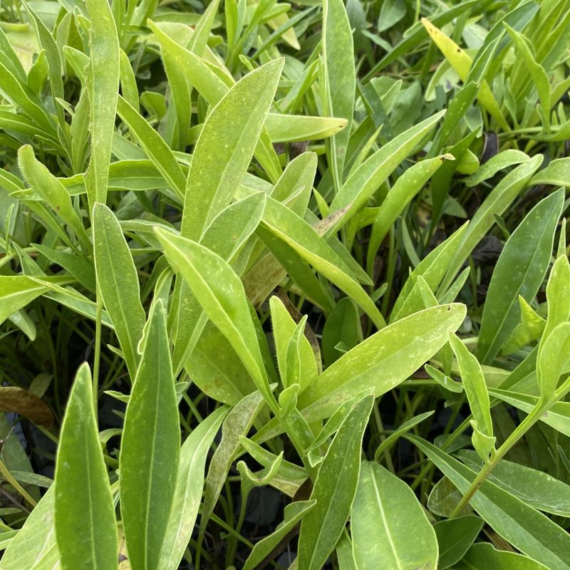 Close up of coreopsis lanceolata leaves.