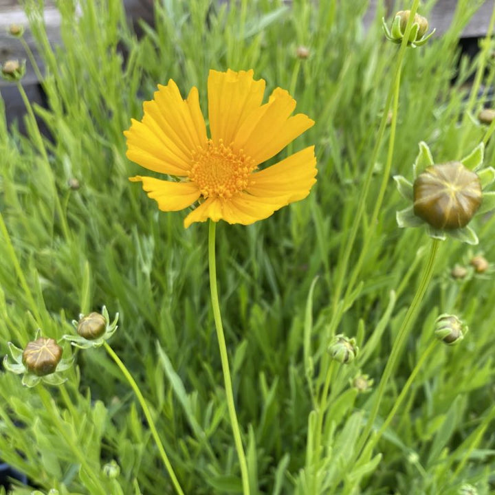 Close up of a yellow coreopsis lanceolata flower.