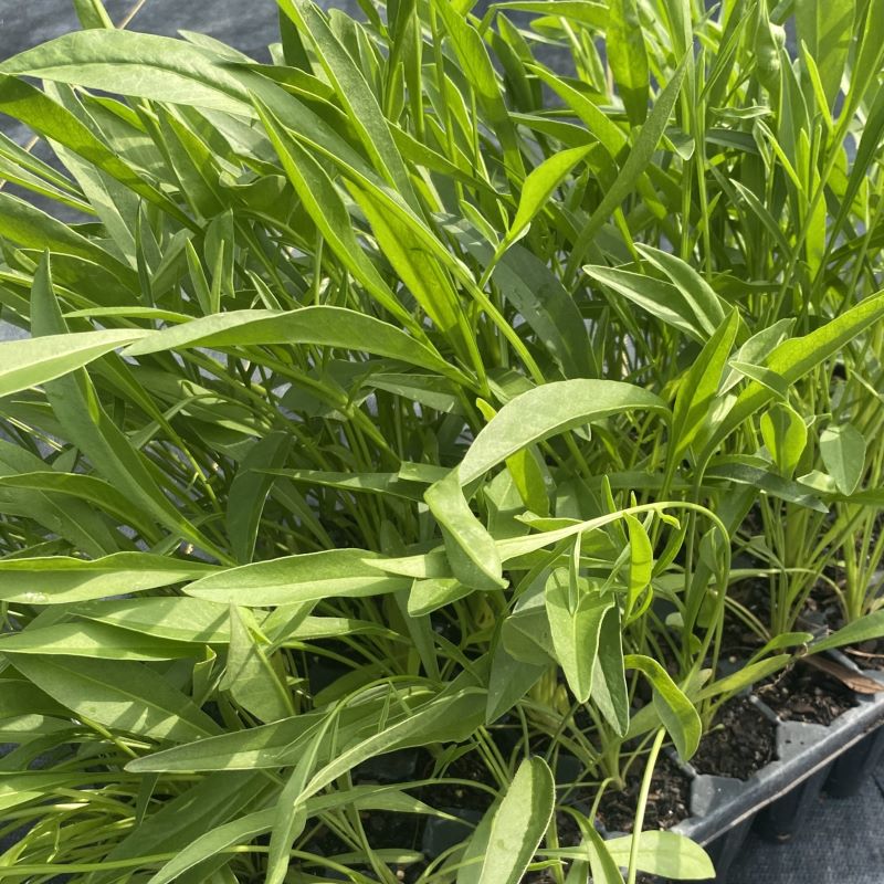 Plug tray of coreopsis lanceoiata (Lanceleaf Coreopsis) plant.
