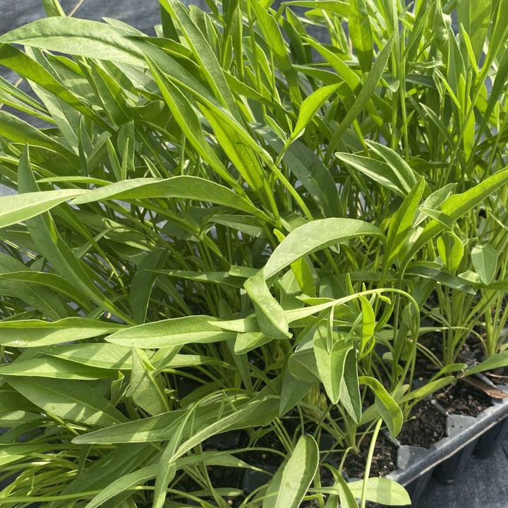 Plug tray of coreopsis lanceoiata (Lanceleaf Coreopsis) plant.