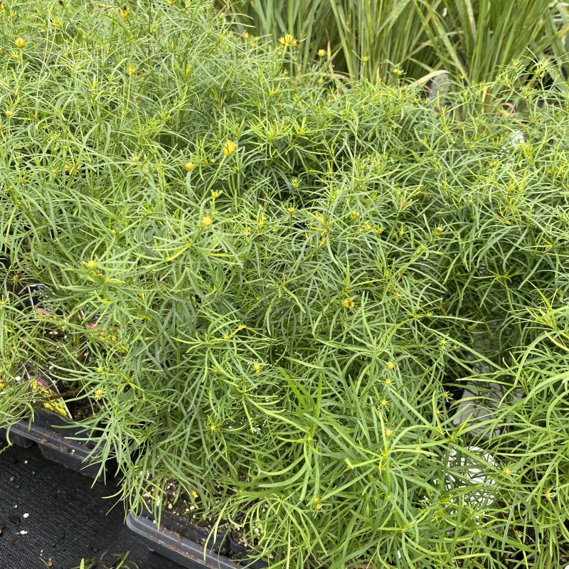 Thread-like green leaves of Coreopsis verticillata Zagreb